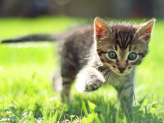 An outdoor adventure for an awesome cat, exploring the natural world with curiosity and excitement, embodying the spirit of feline exploration.