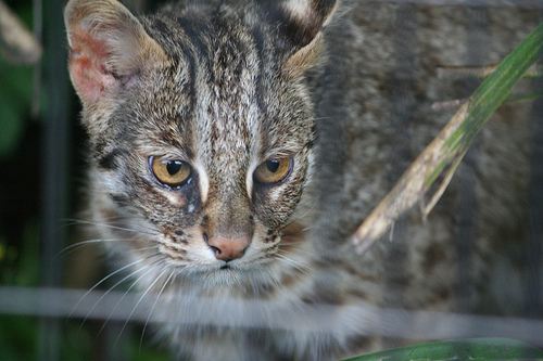 Уссурійський Cat Care