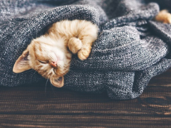 Image portraying a cat in a state of restful sleep, highlighting their capacity for relaxation and rejuvenation.