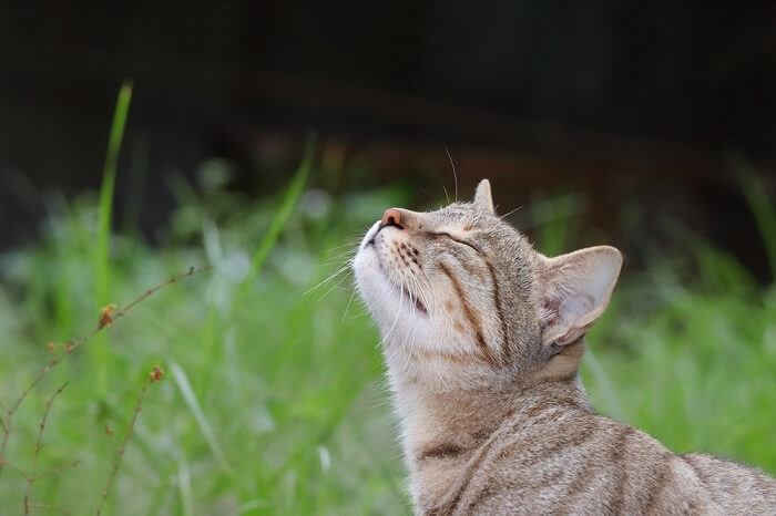 котячий запах