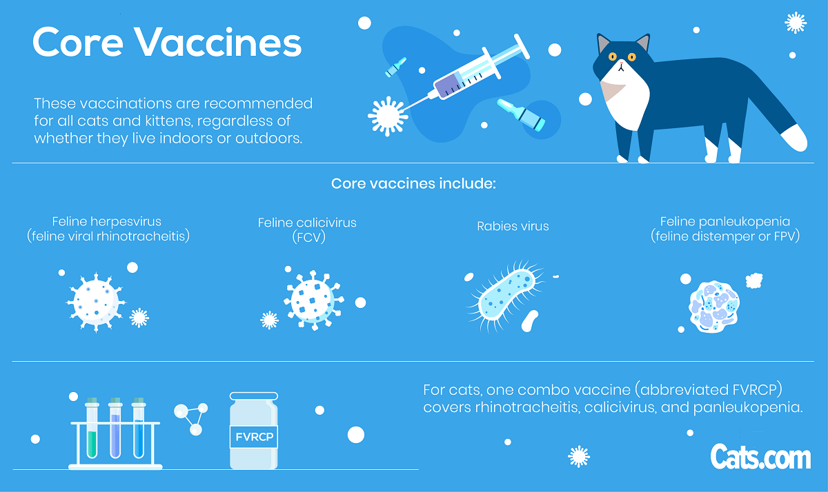 Які вакцини потрібні котам