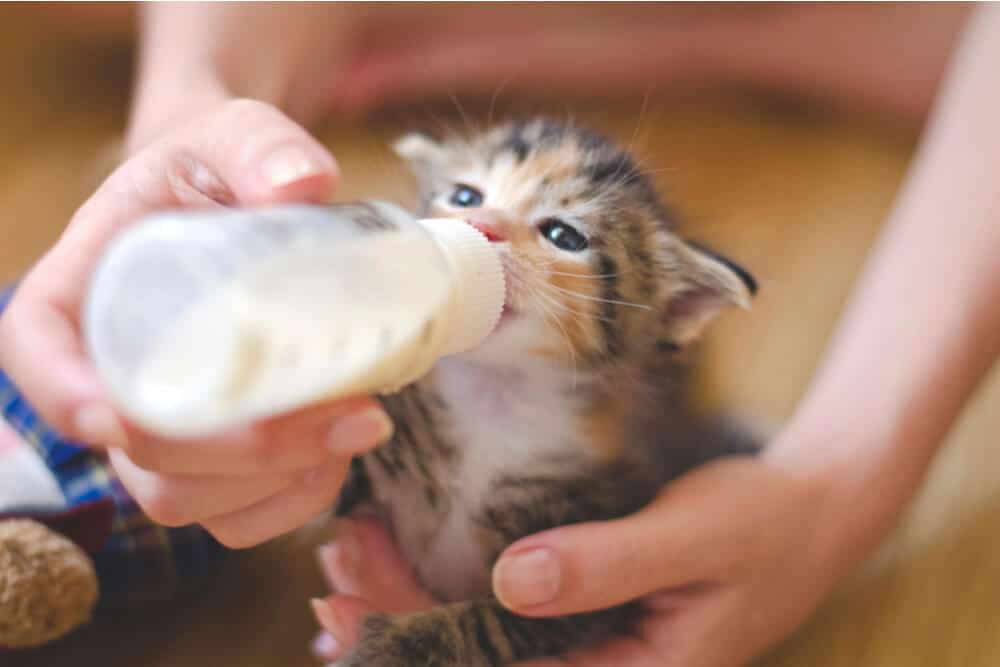 Чарівне кошеня п'є молоко з пляшки