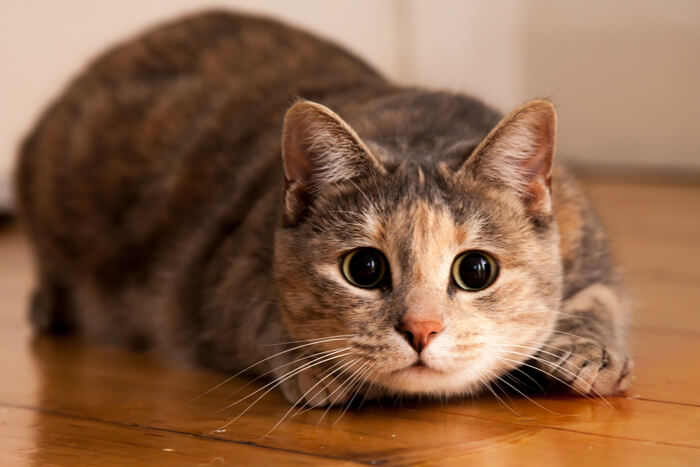 Кот Zoomies Crazy Eye