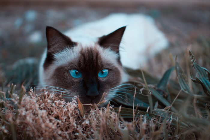 Балійська Cat Care