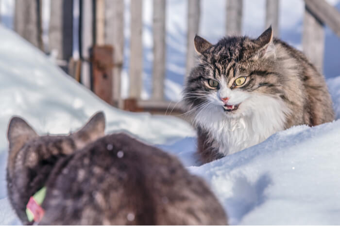 Коти б'ються в снігу