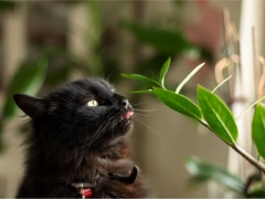 Cat chewing on houseplant