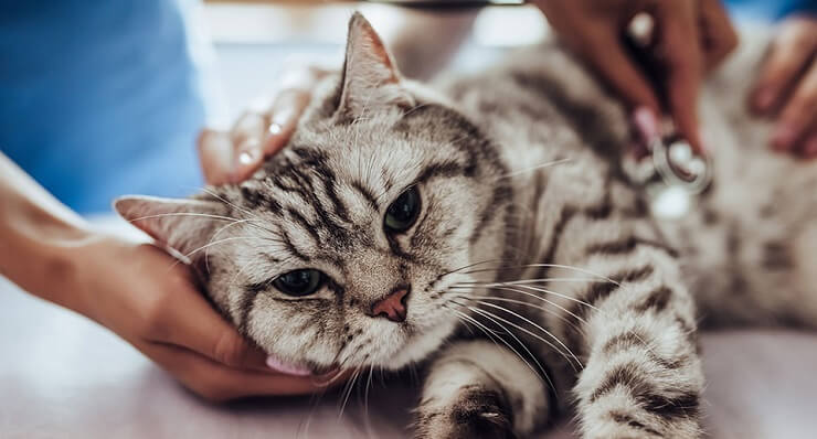 Зображення кота, який проходить комплексне обстеження у ветеринара.