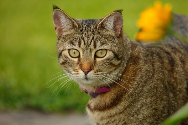 About the Піксі-боб Cat