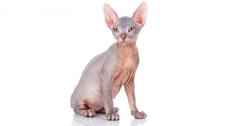 Сфінкс Cat Breed: Size, Appearance & Personality