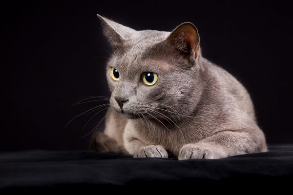 Кот Корат