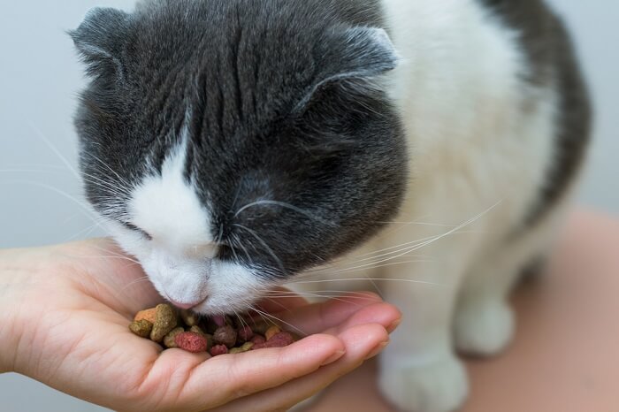 Лікування котячої деменції