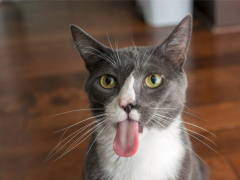 Cat tongue