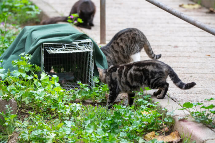 Дикі коти біля пастки TNR