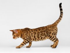 Bengal Cat playful walking