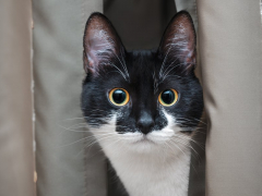 An intriguing image capturing a cat's intense stare, its eyes fixed with unwavering focus, hinting at its natural instinct and curiosity.