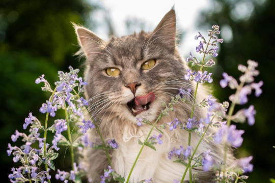Що таке котяча м'ята? Чому це подобається котам