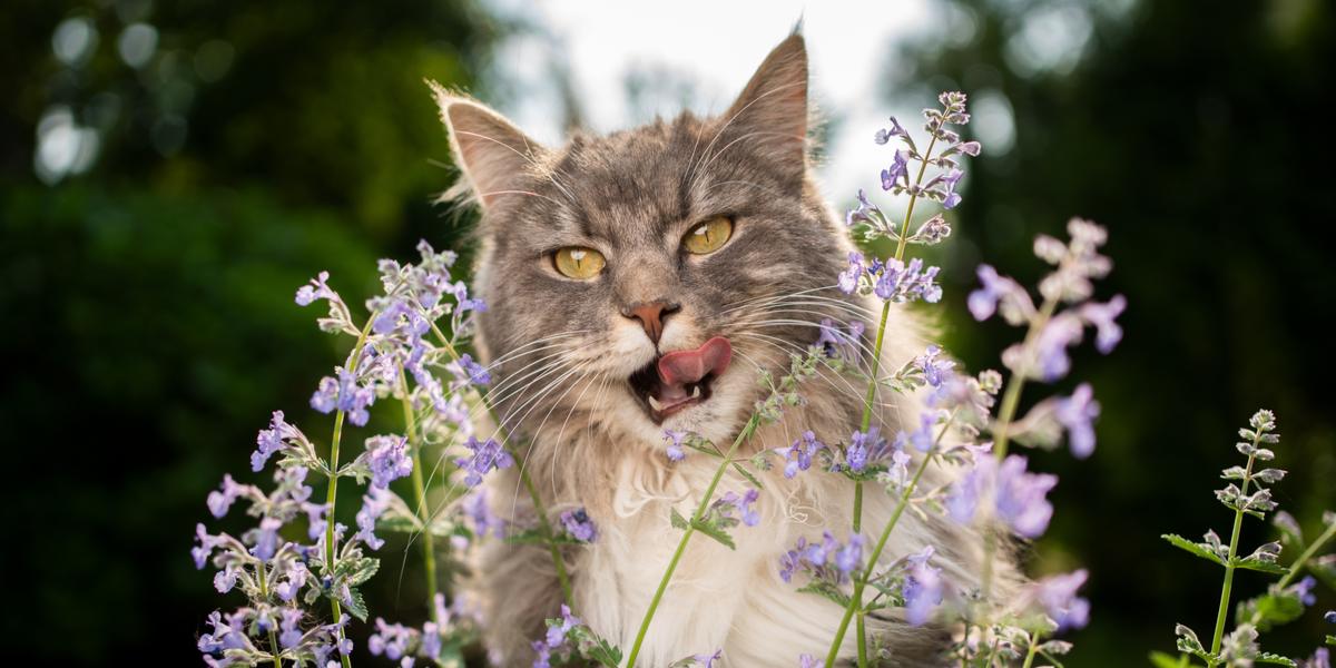 Зображення кота, який насолоджується котячою м’ятою, із захопленням і радісною реакцією