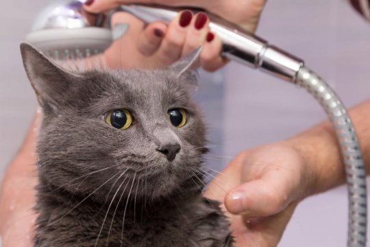 Чому коти ненавидять воду?
