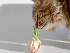 Image capturing a cat near garlic, drawing attention to the potential dangers of garlic for felines