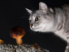 An image featuring a cat and a mushroom, raising concerns about the potential dangers of certain mushrooms to feline health