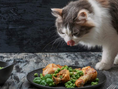 Satisfied cat relishing a meal of turkey.