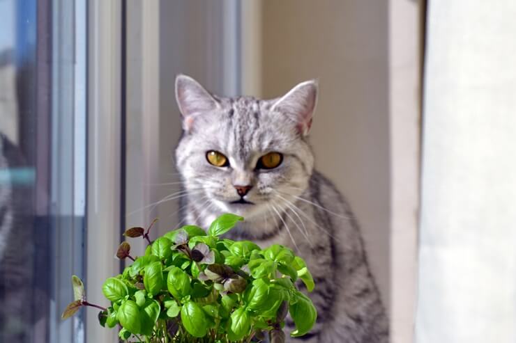 Котячий компаньйон з гілочкою базиліка