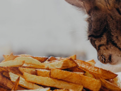 Image capturing a cat in the act of smelling French fries, showcasing the feline's curious exploration of human food