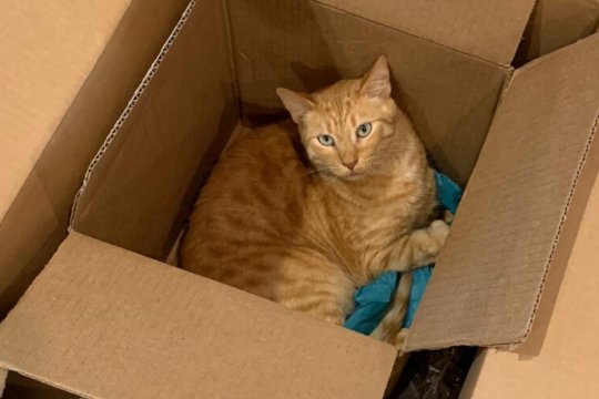 Чому коти так люблять коробки? 8 основних причин