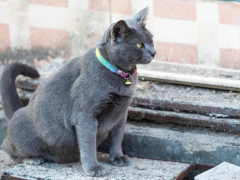 Cat urinating