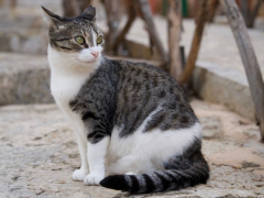 Cat with ears facing backward, displaying heightened alertness or curiosity about its environment.