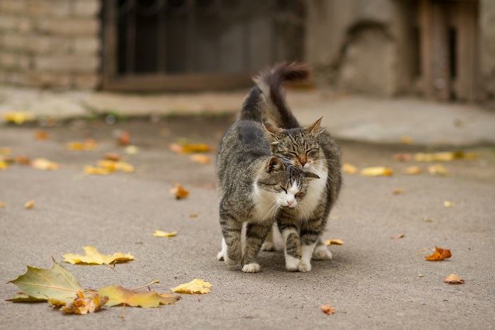 звуки, які люблять коти