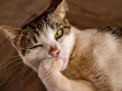 Cat eating its nails.