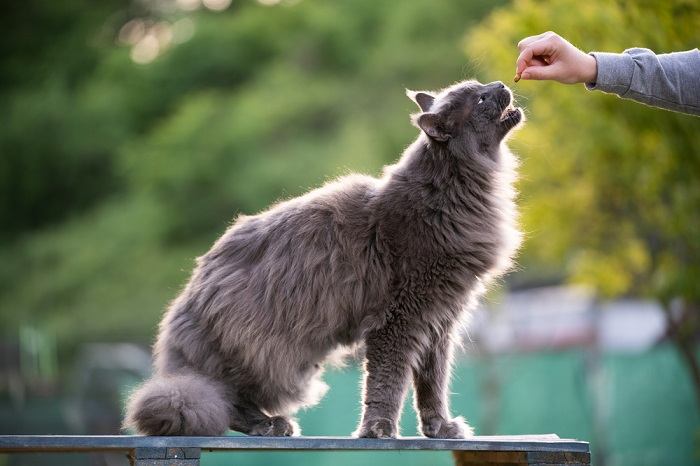 Час годування кота, демонструючи важливість поживної їжі в догляді за котами.