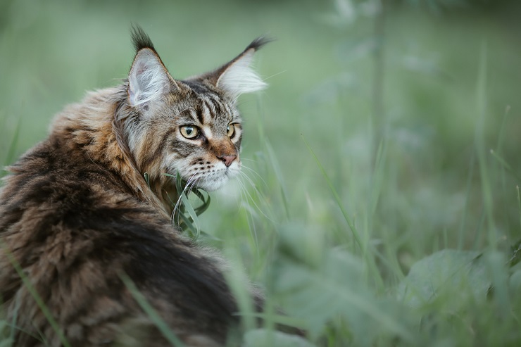 Приголомшливе зображення величного кота породи мейн-кун, що демонструє його характерну довгу шерсть, гострі вуха та вражаючі риси обличчя.