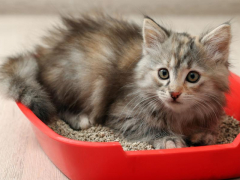 Cat digging in a litter box.