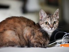 An evocative image portraying a lonely cat.