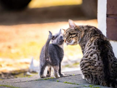 Heartwarming image of a mother cat lovingly cuddling her tiny kitten.