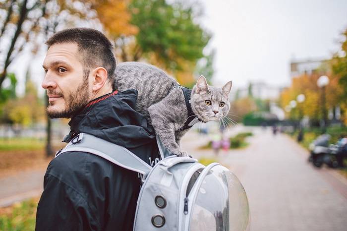 Зображення сірого кота з людиною.