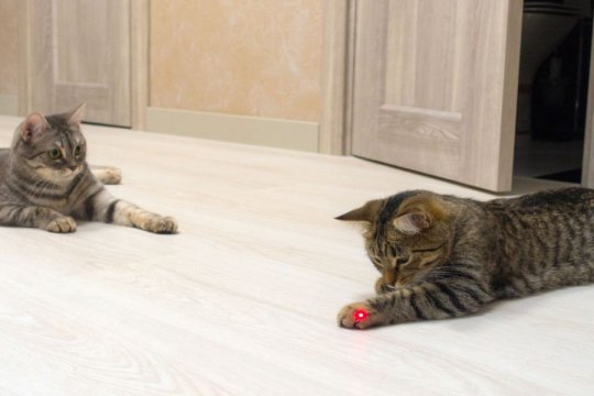 Чи безпечні лазерні іграшки для котів?