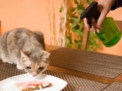 owner spraying cat with water