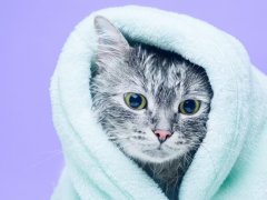 wet gray tabby after bath