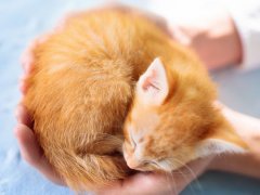 Kitten sleeping in man hands