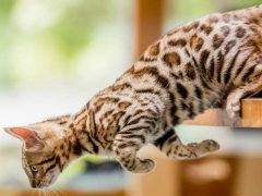 Bengal kitten jumping off a kitchen table