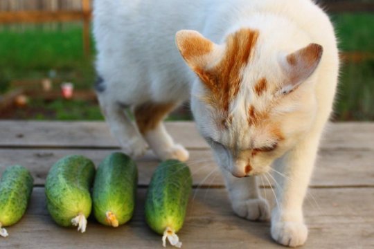 Чому коти ненавидять огірки? Пояснив ветеринар