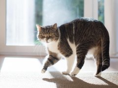 tabby white british shorthair cat