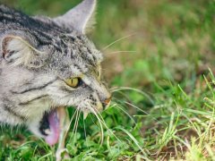 A domestic cat photographed outside, with grass in the background, next to a small pile of vomit. The image captures a common behavior where cats may ingest grass to induce vomiting, potentially aiding in digestion or removing unwanted substances from their stomach.