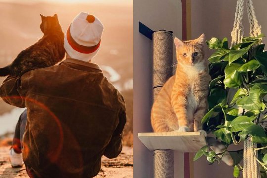 10 способів показати коту, що ви його любите
