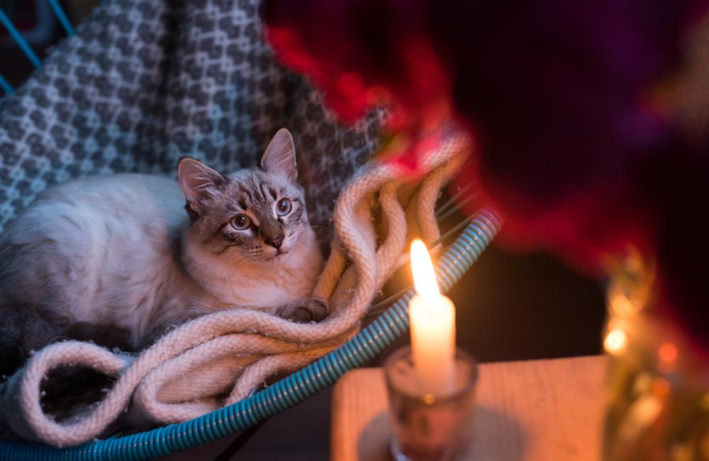 кіт на ковдрі з цікавістю дивиться на мерехтливе світло свічки, створюючи теплу та затишну атмосферу.