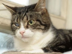 Photograph of a cat with a visible cataract in one eye, illustrating an eye condition that affects feline vision