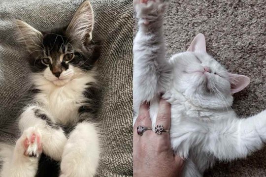 Як коти вибирають свого улюбленця